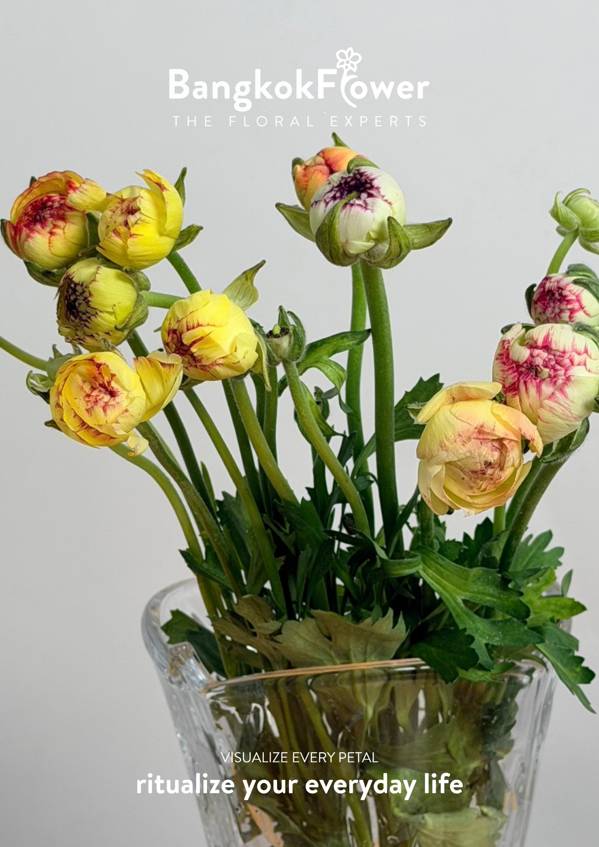 Ranunculus Picotee