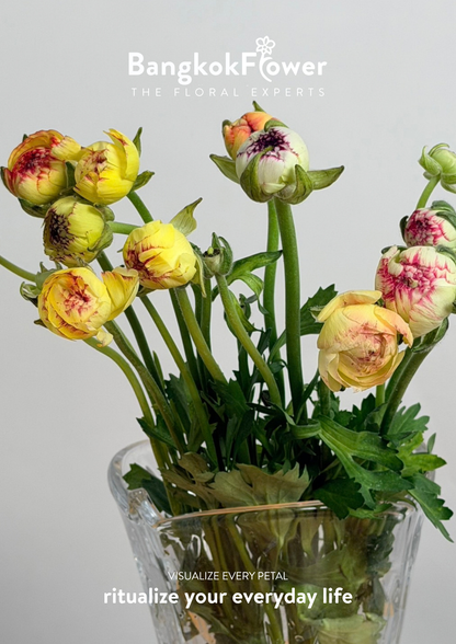 Ranunculus Picotee