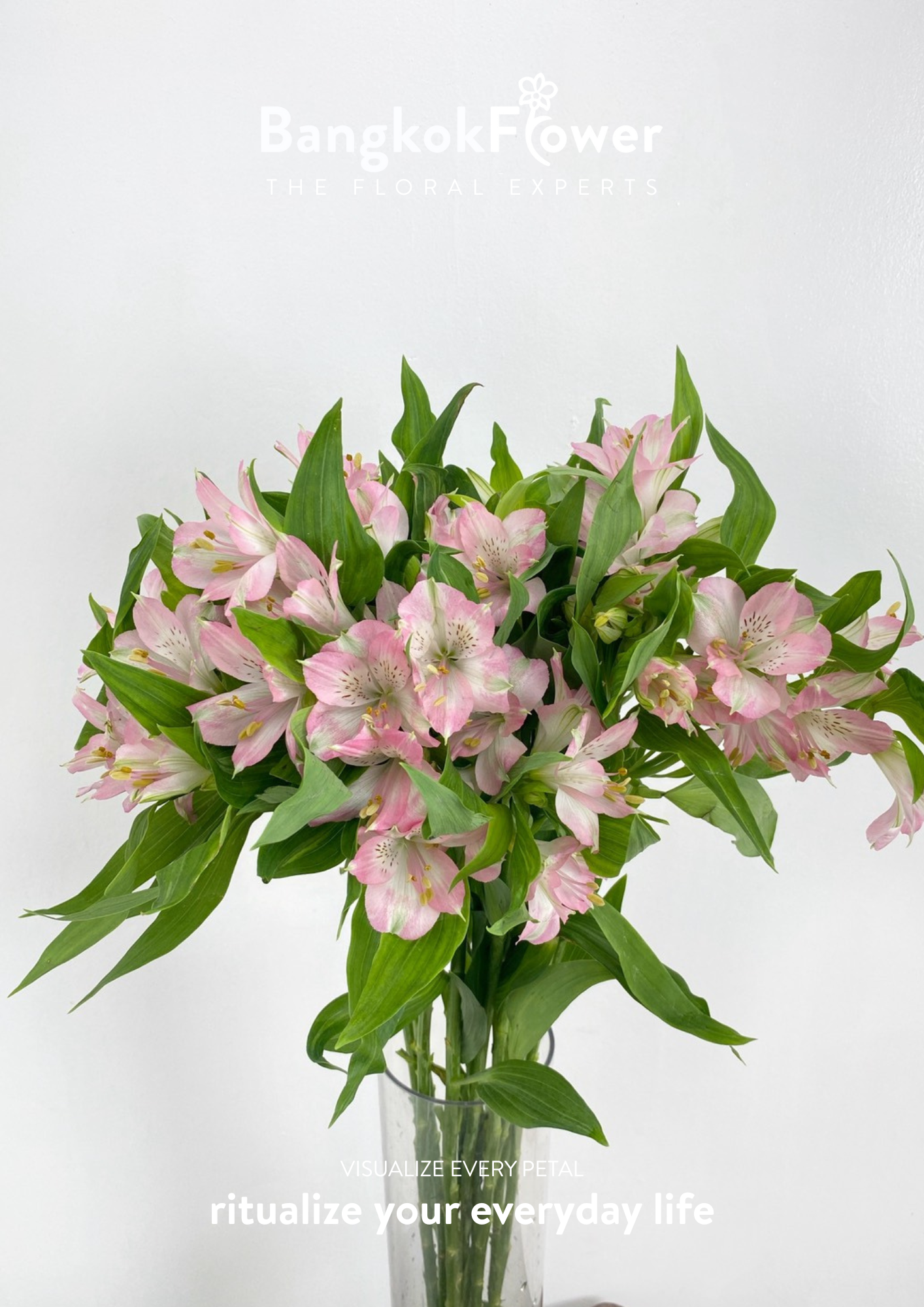 Alstroemeria Pink Surprise