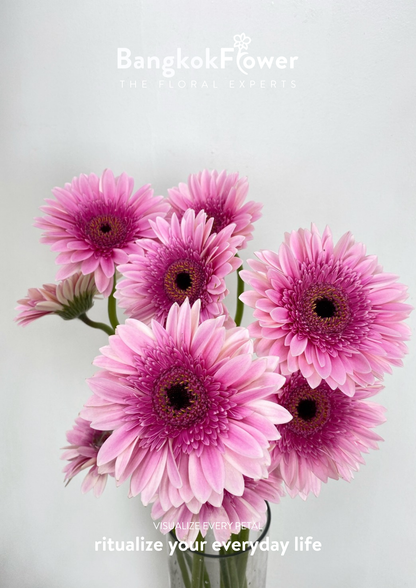 Pink Delight Gerbera