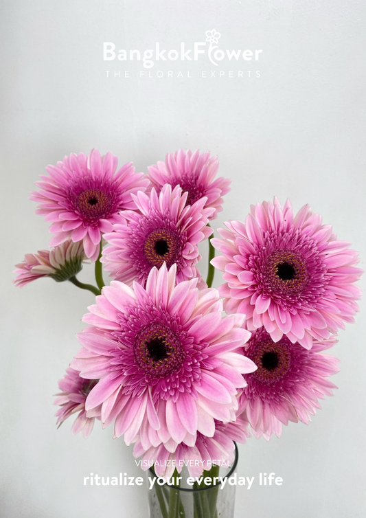 Pink Delight Gerbera