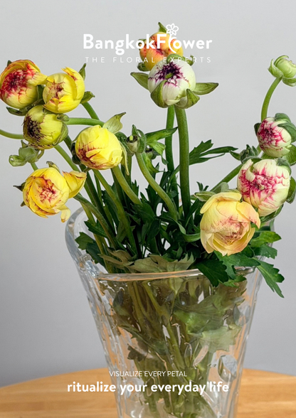 Ranunculus Picotee