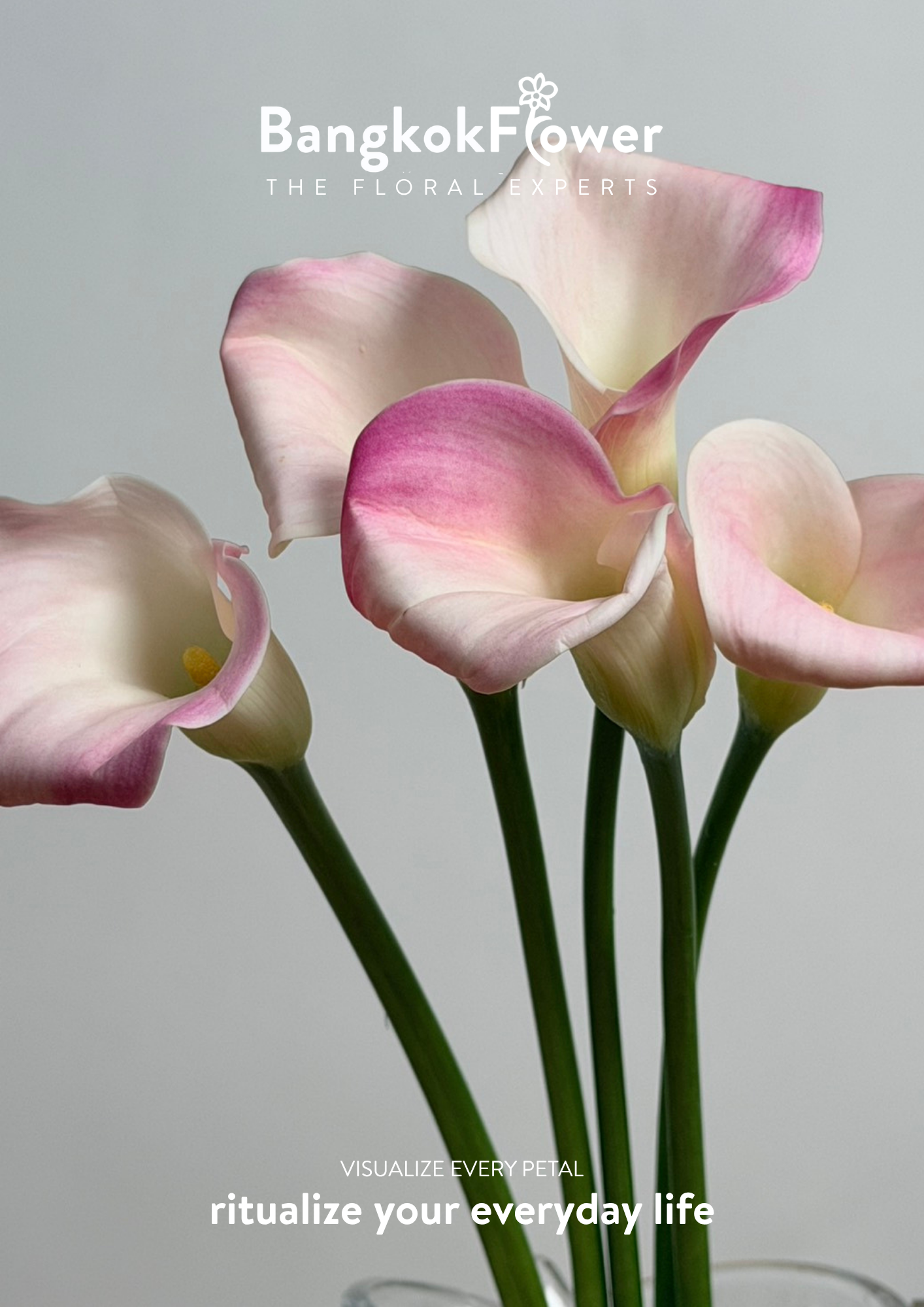 Calla Lily Pink White