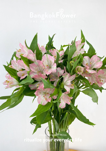 Alstroemeria Pink Surprise