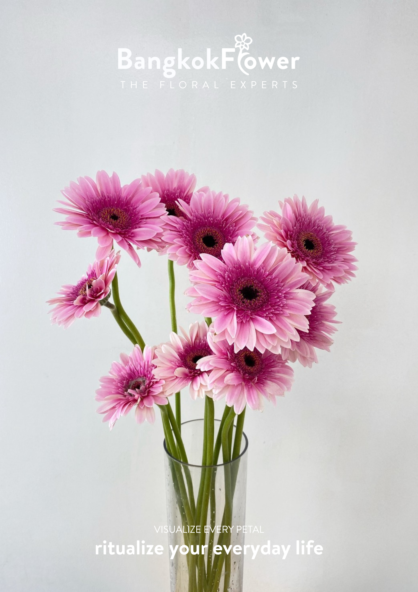 Pink Delight Gerbera