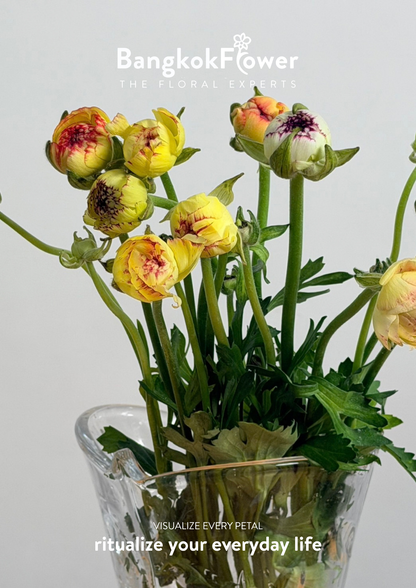 Ranunculus Picotee