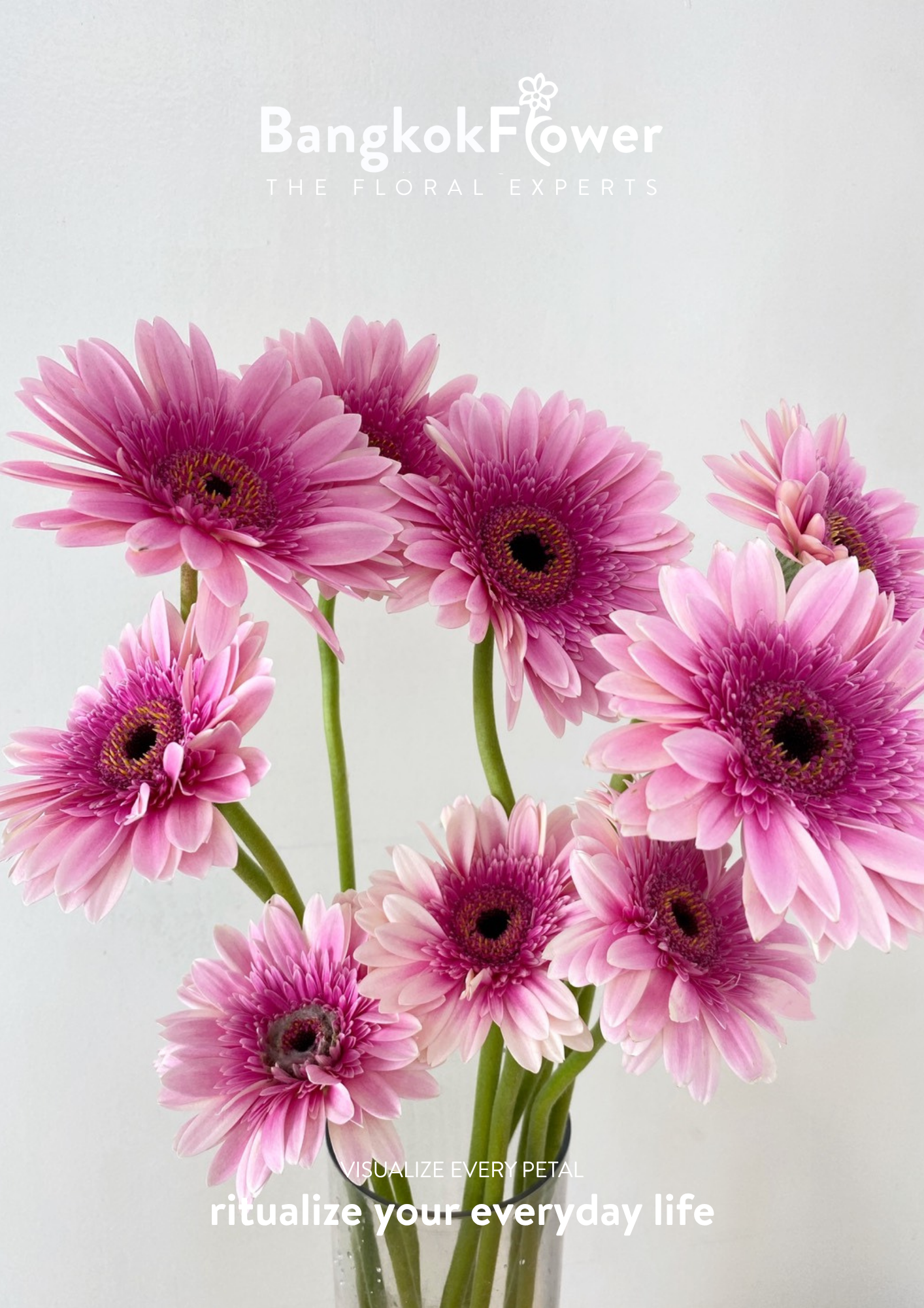 Pink Delight Gerbera