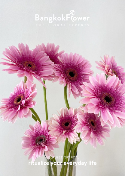 Pink Delight Gerbera