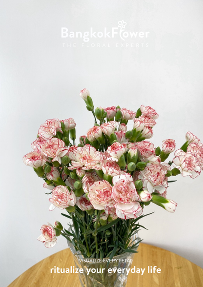 สเปรย์ดอกคาร์เนชั่น – สีขาวแดง