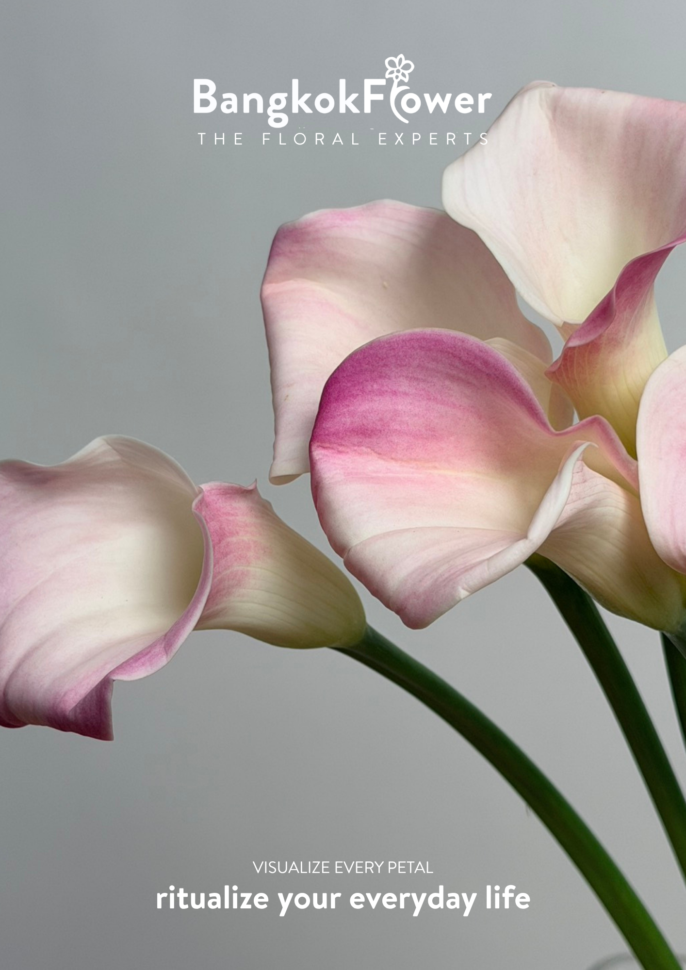 Calla Lily Pink White