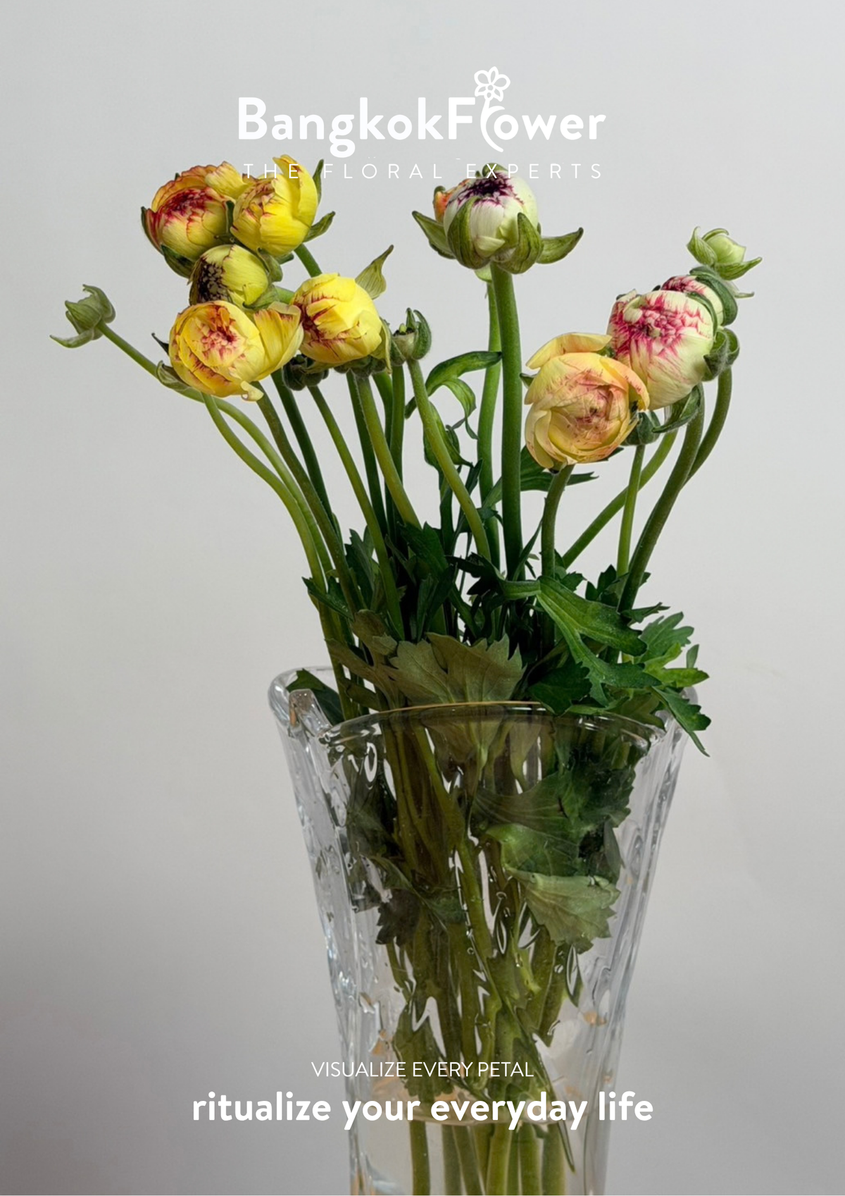 Ranunculus Picotee