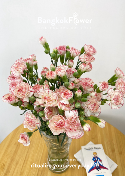 สเปรย์ดอกคาร์เนชั่น – สีขาวแดง