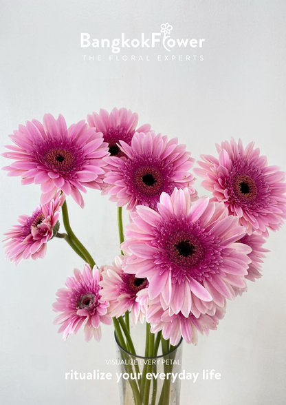 Pink Delight Gerbera