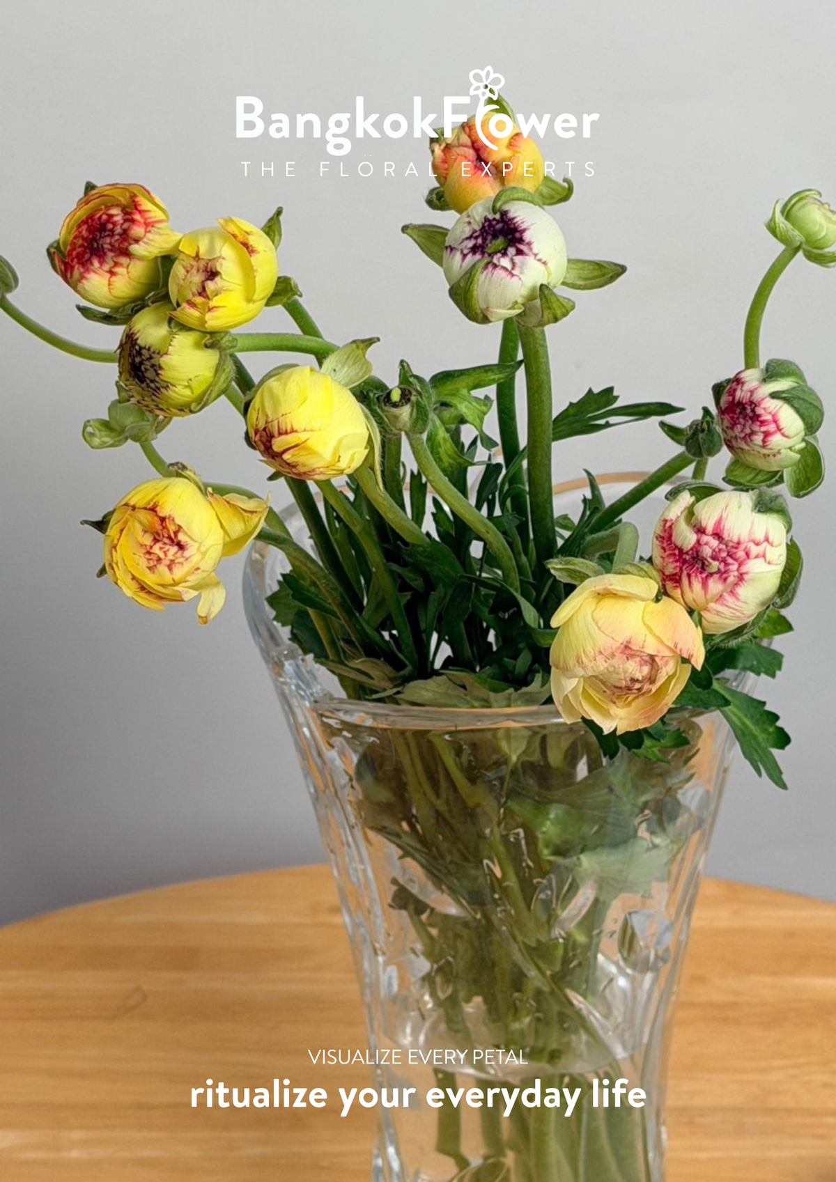 Ranunculus Picotee