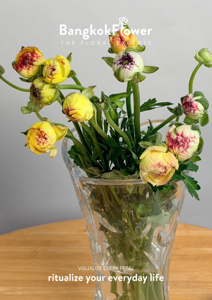 Ranunculus Picotee