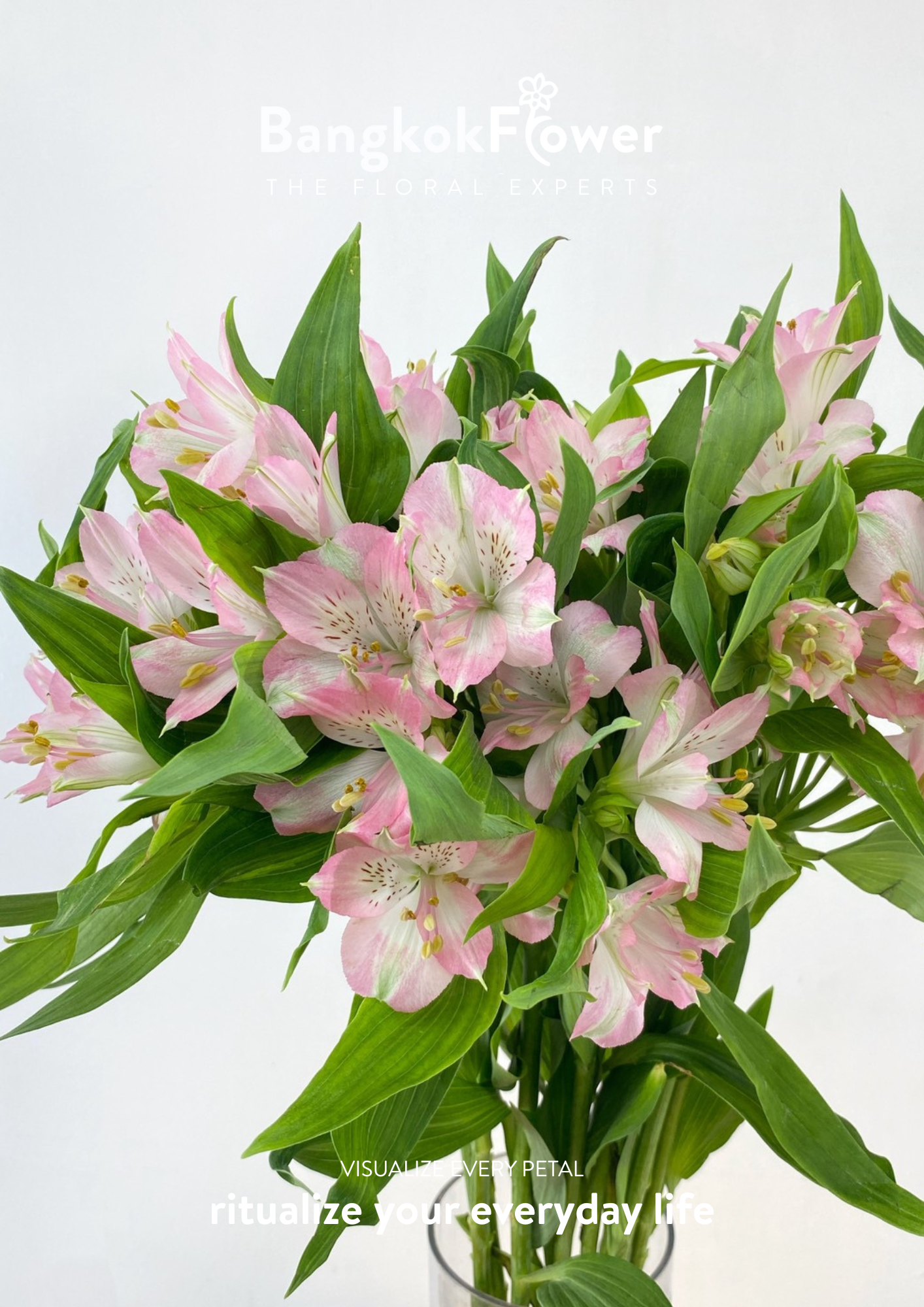 Alstroemeria Pink Surprise