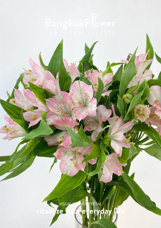 Alstroemeria Pink Surprise