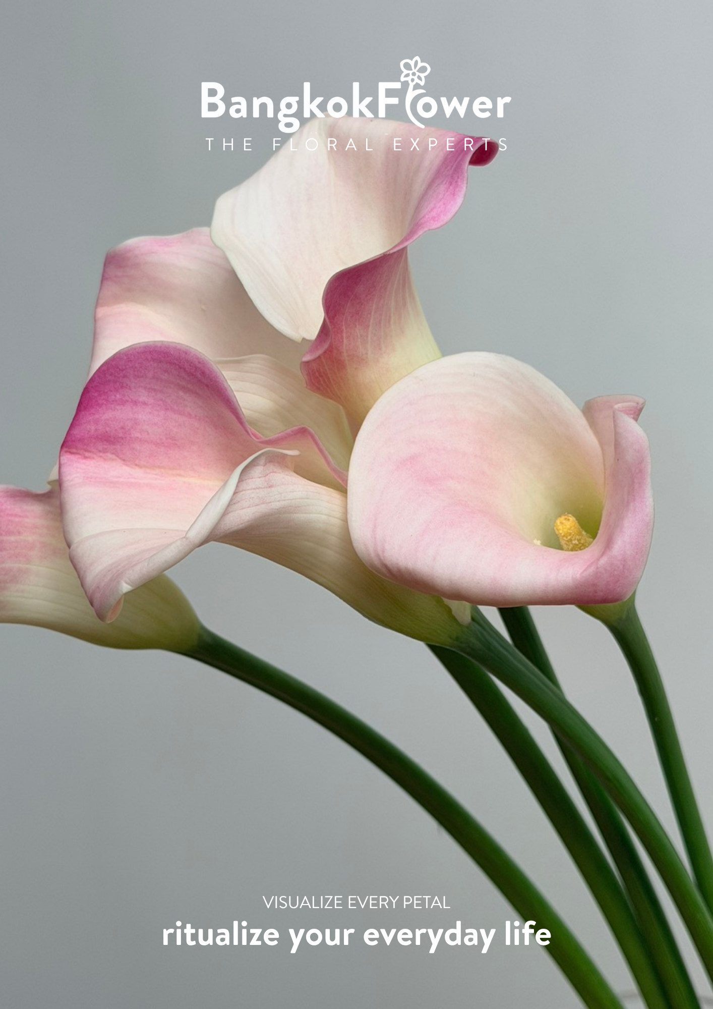 Calla Lily Pink White