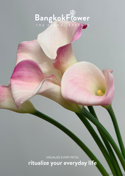 Calla Lily Pink White