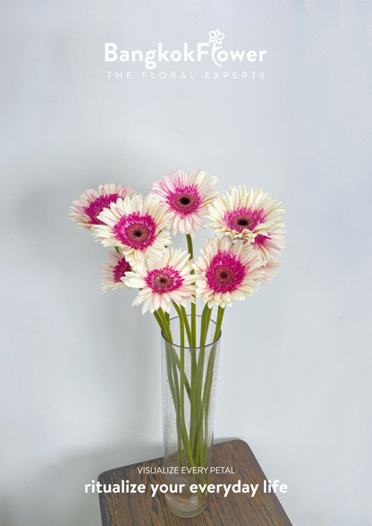 Pinkwhite Gerbera