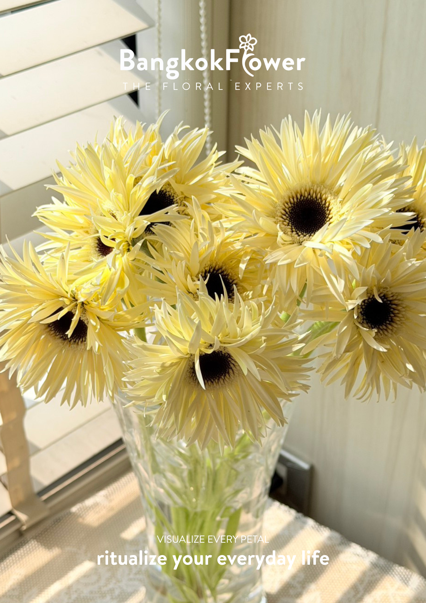 Gerbera Lace White Snow