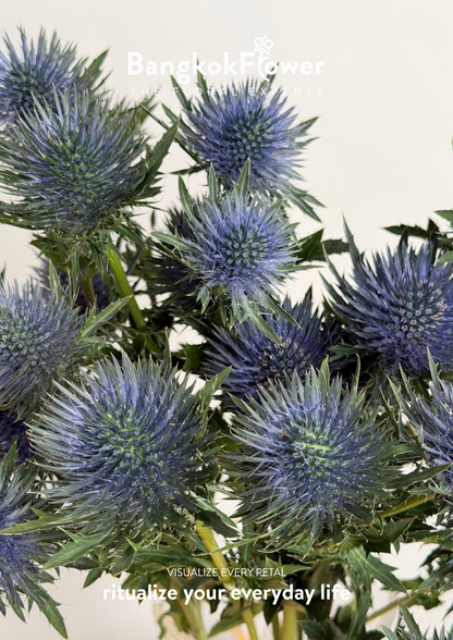 Eryngium