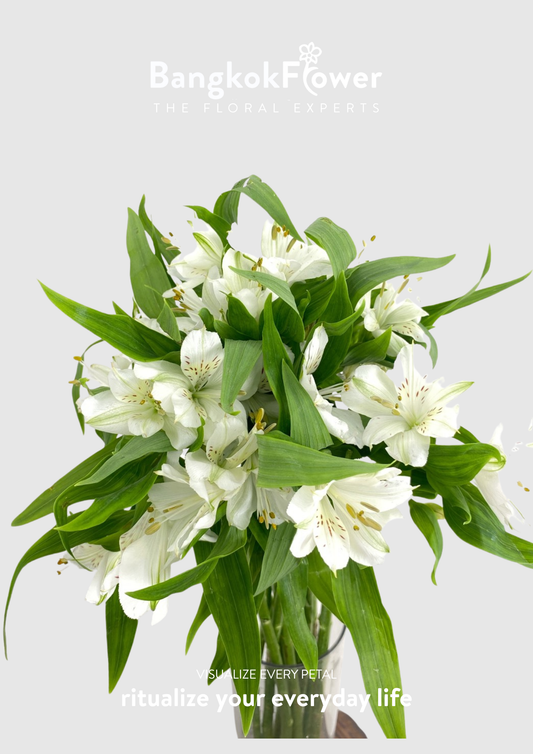 Alstroemeria Villamassa