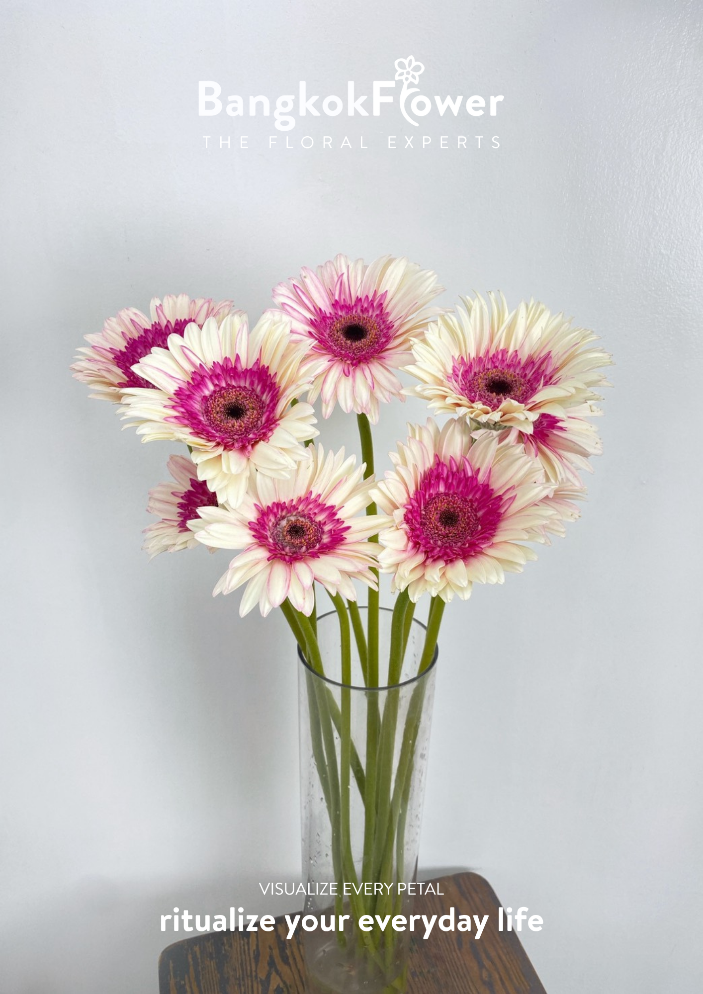 Pinkwhite Gerbera