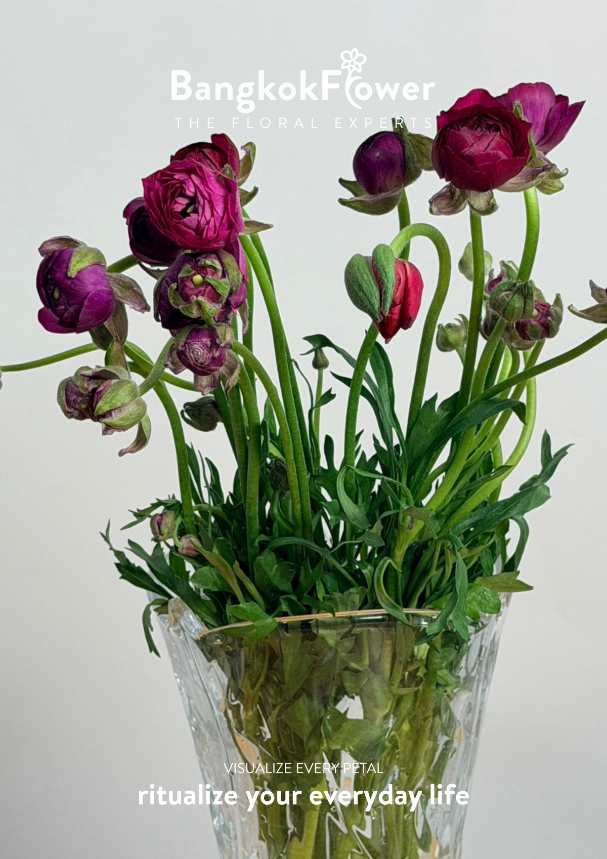 Ranunculus Purple