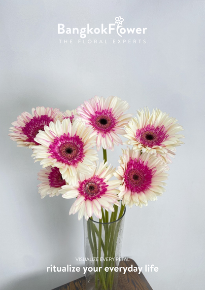 Pinkwhite Gerbera