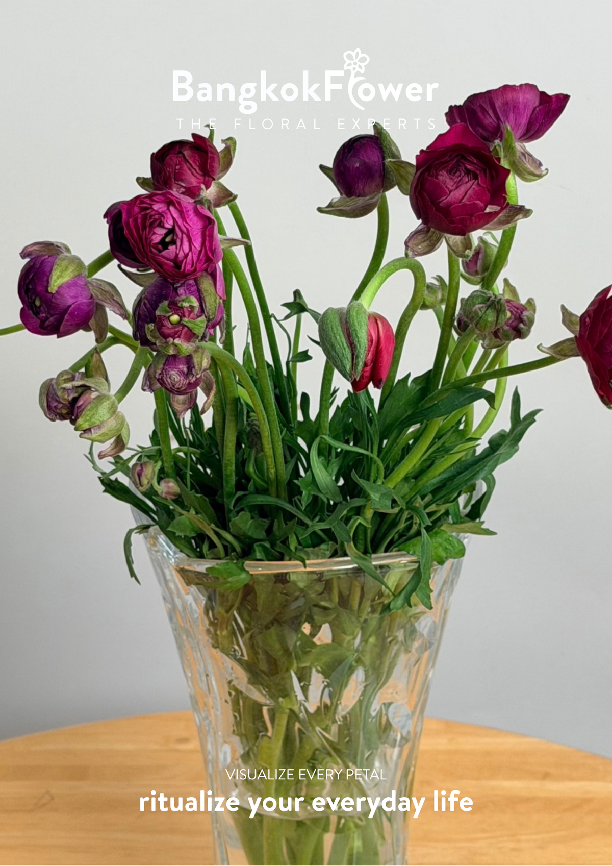 Ranunculus Purple