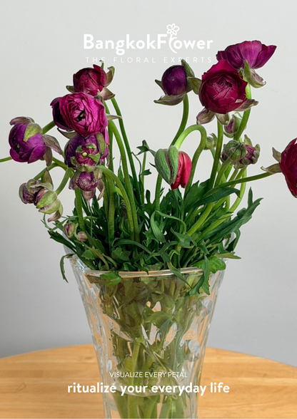 Ranunculus Purple