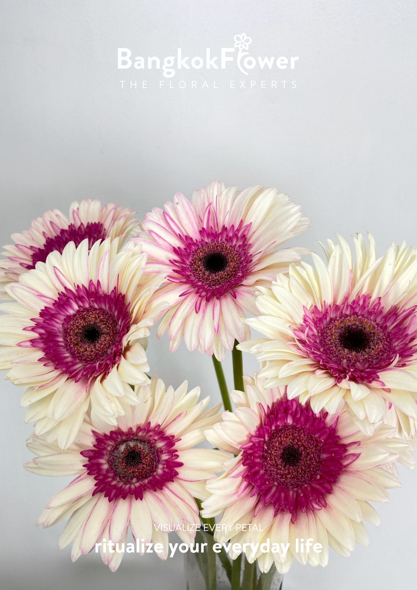 Pinkwhite Gerbera