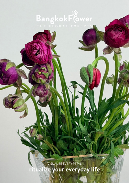 Ranunculus Purple