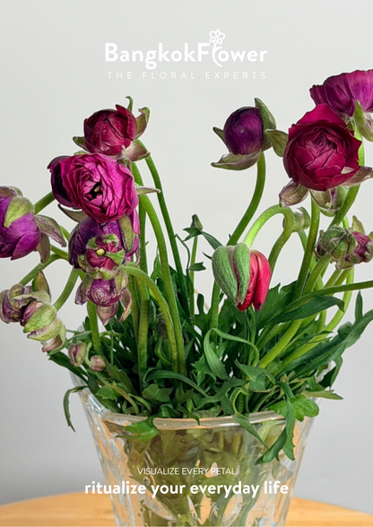 Ranunculus Purple