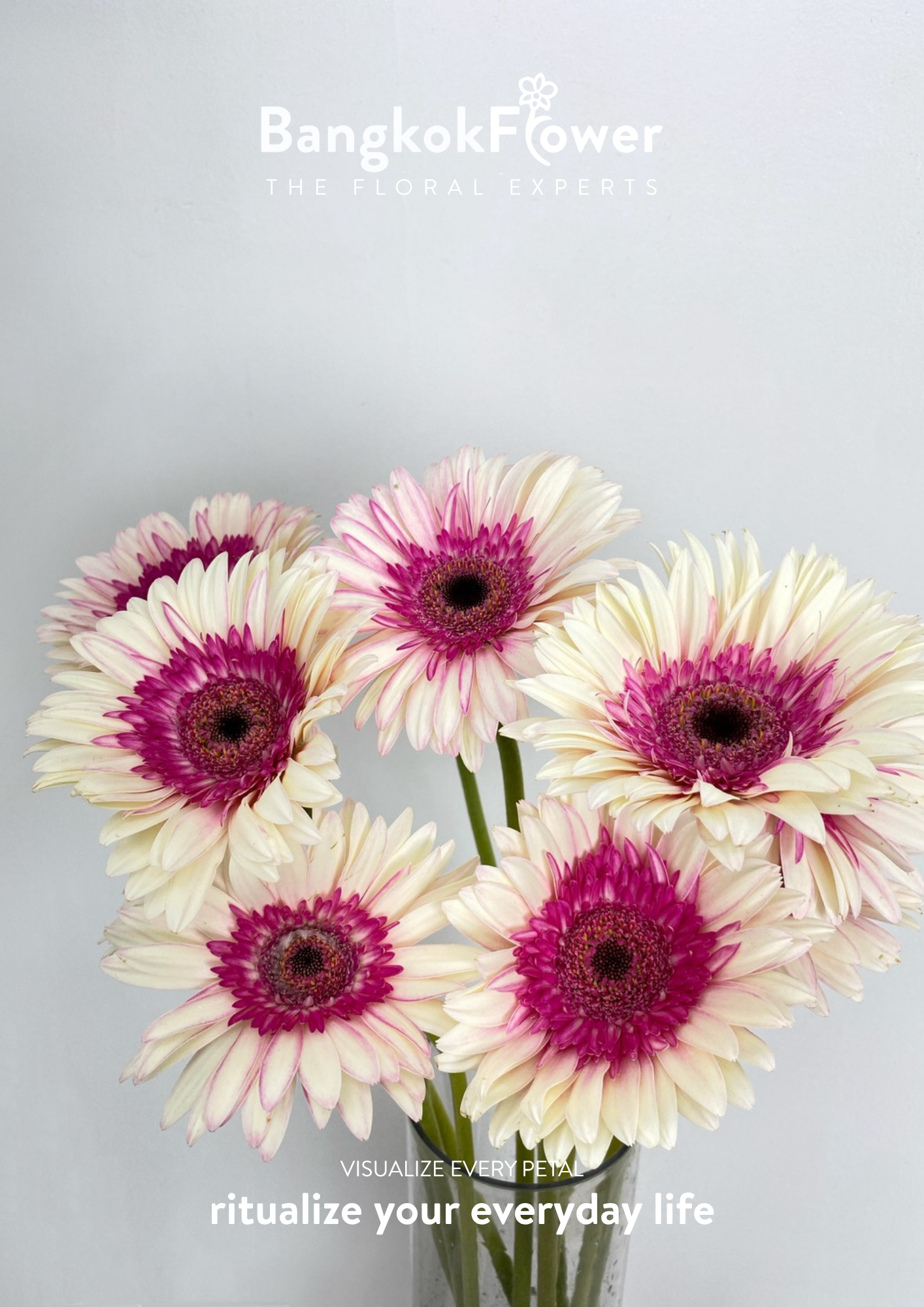 Pinkwhite Gerbera