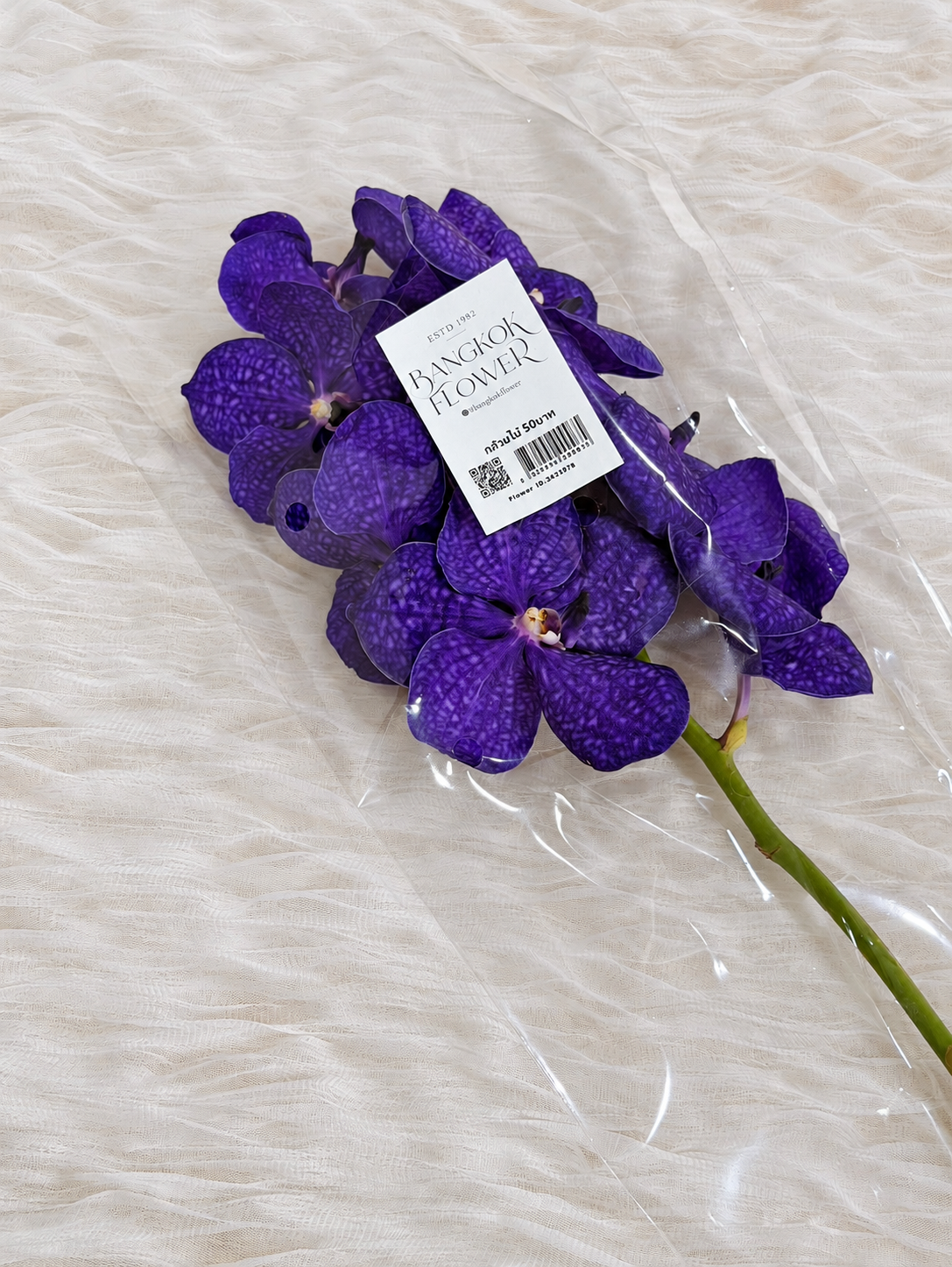 Vanda (1 stem) (Grower's Choice)