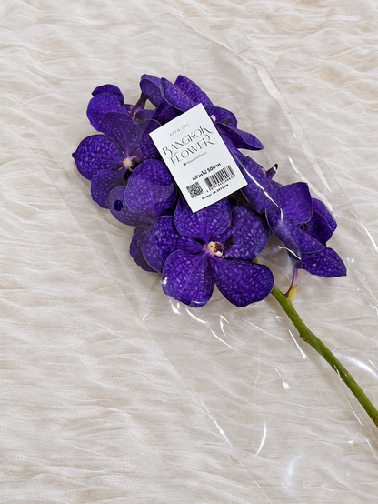 Vanda (1 stem) (Grower's Choice)