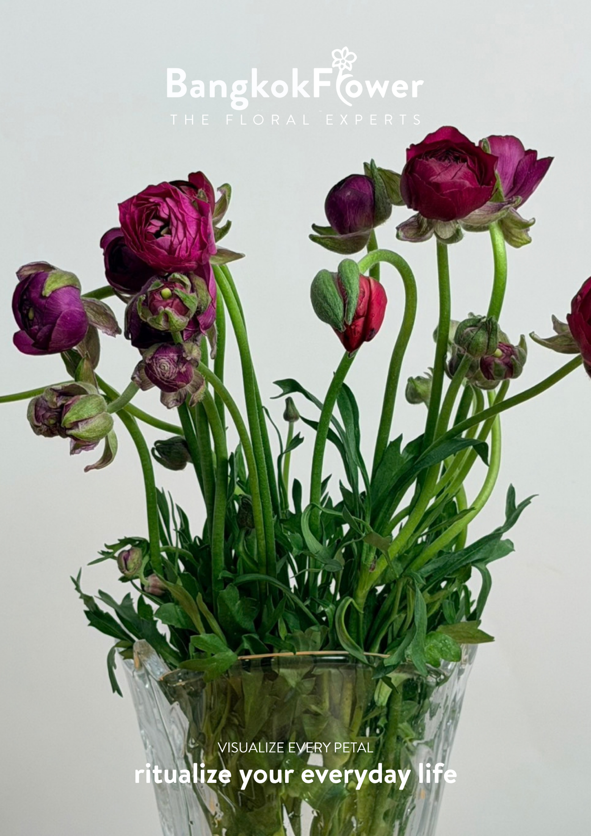 Ranunculus Purple