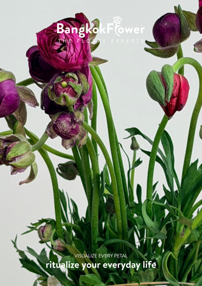 Ranunculus Purple