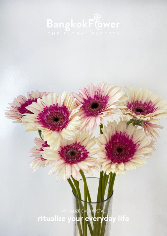 Pinkwhite Gerbera