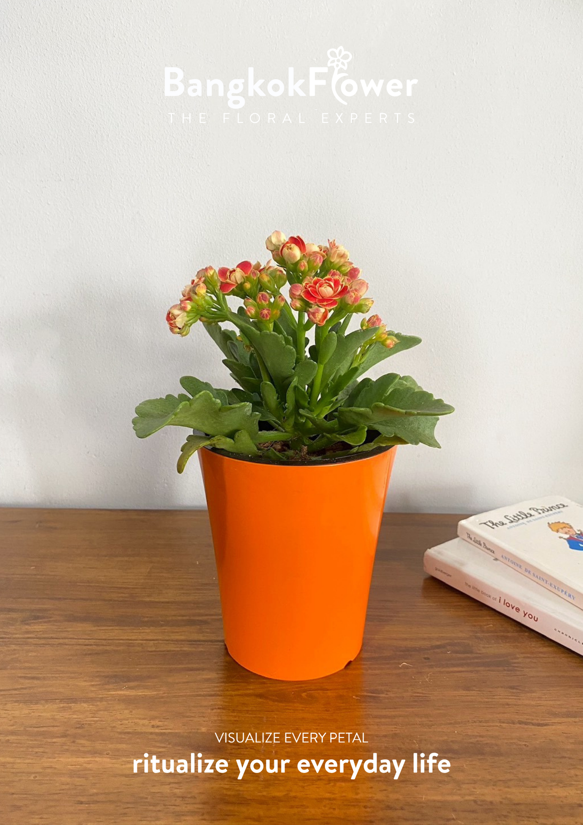 Kalanchoe
