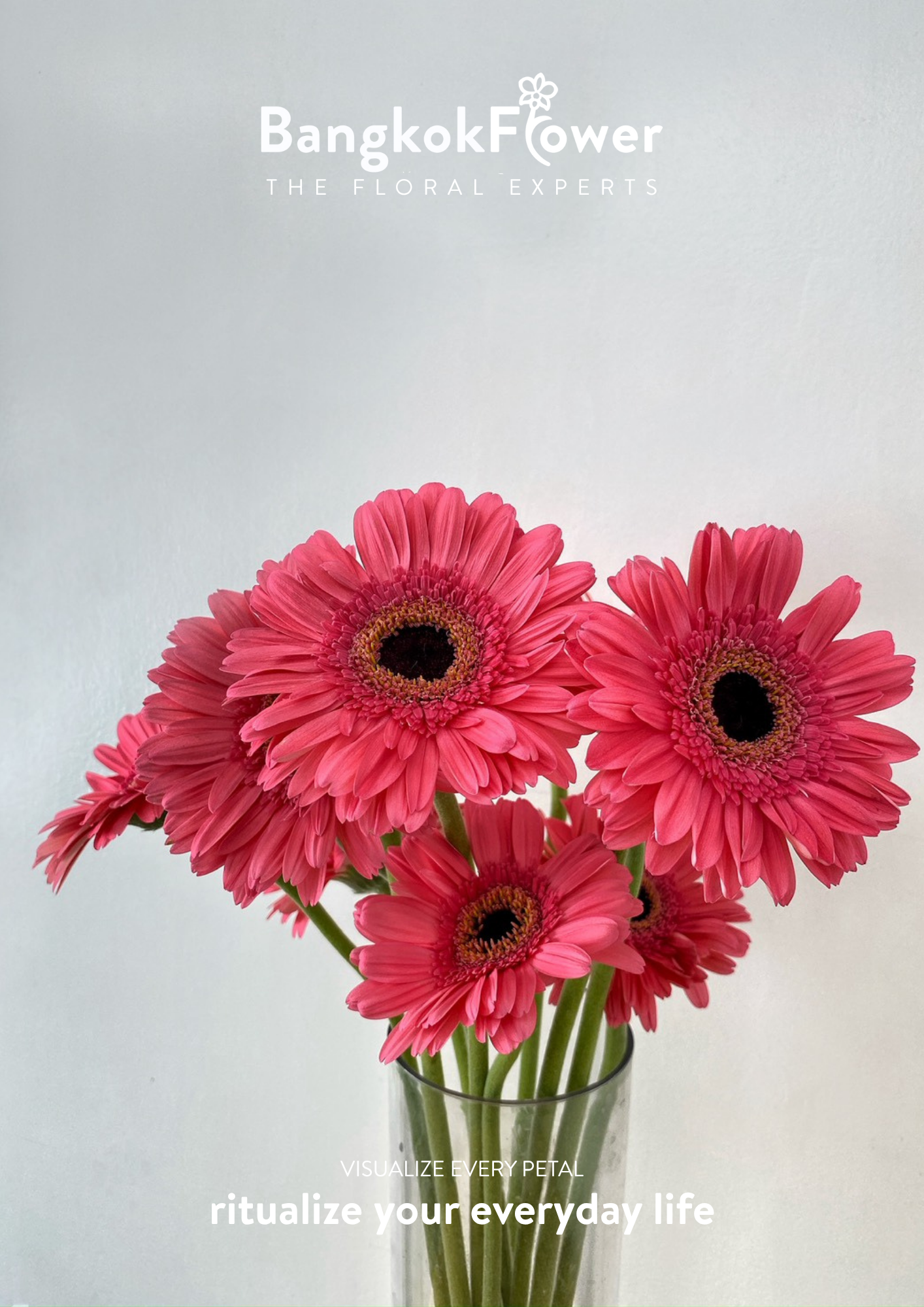 Fuchsia Pink Gerbera