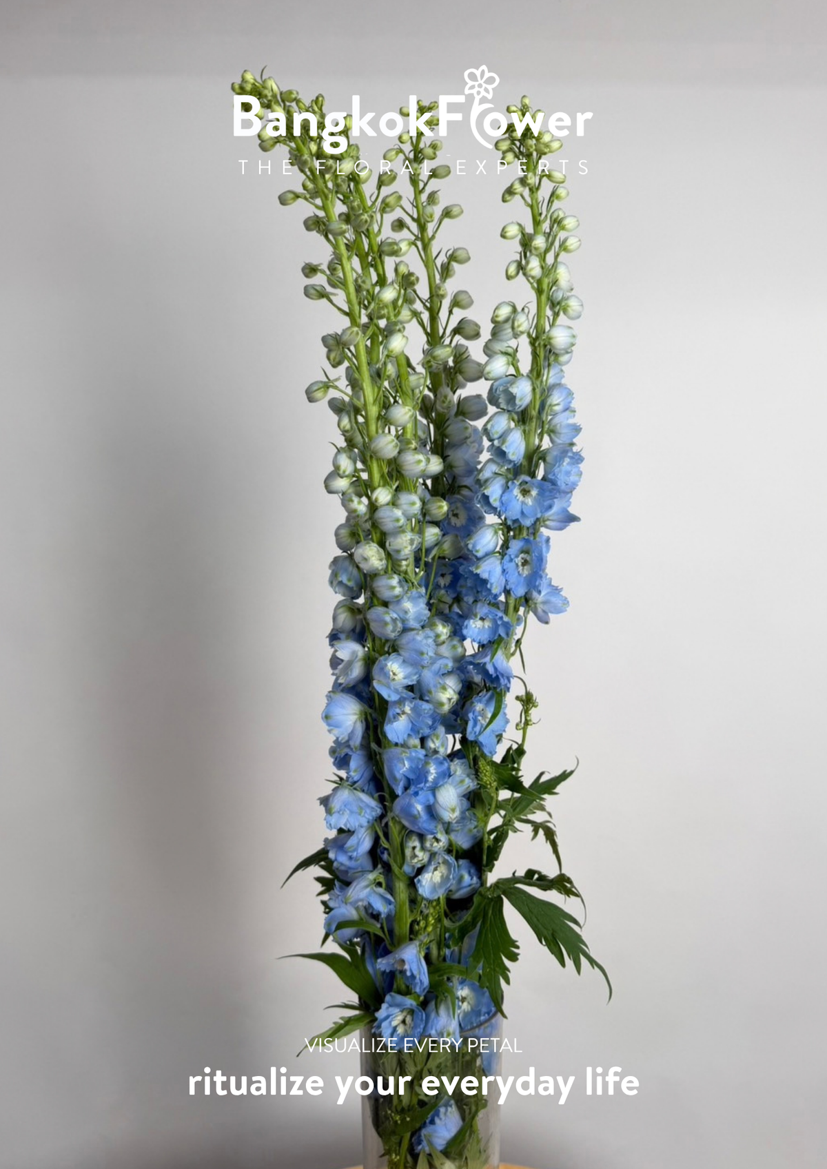Delphinium Light Blue