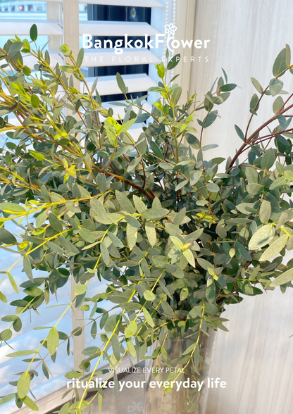 Eucalyptus Mini