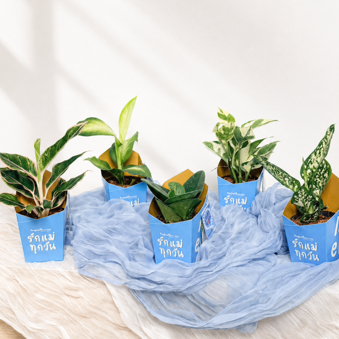 Lucky Plant of Love