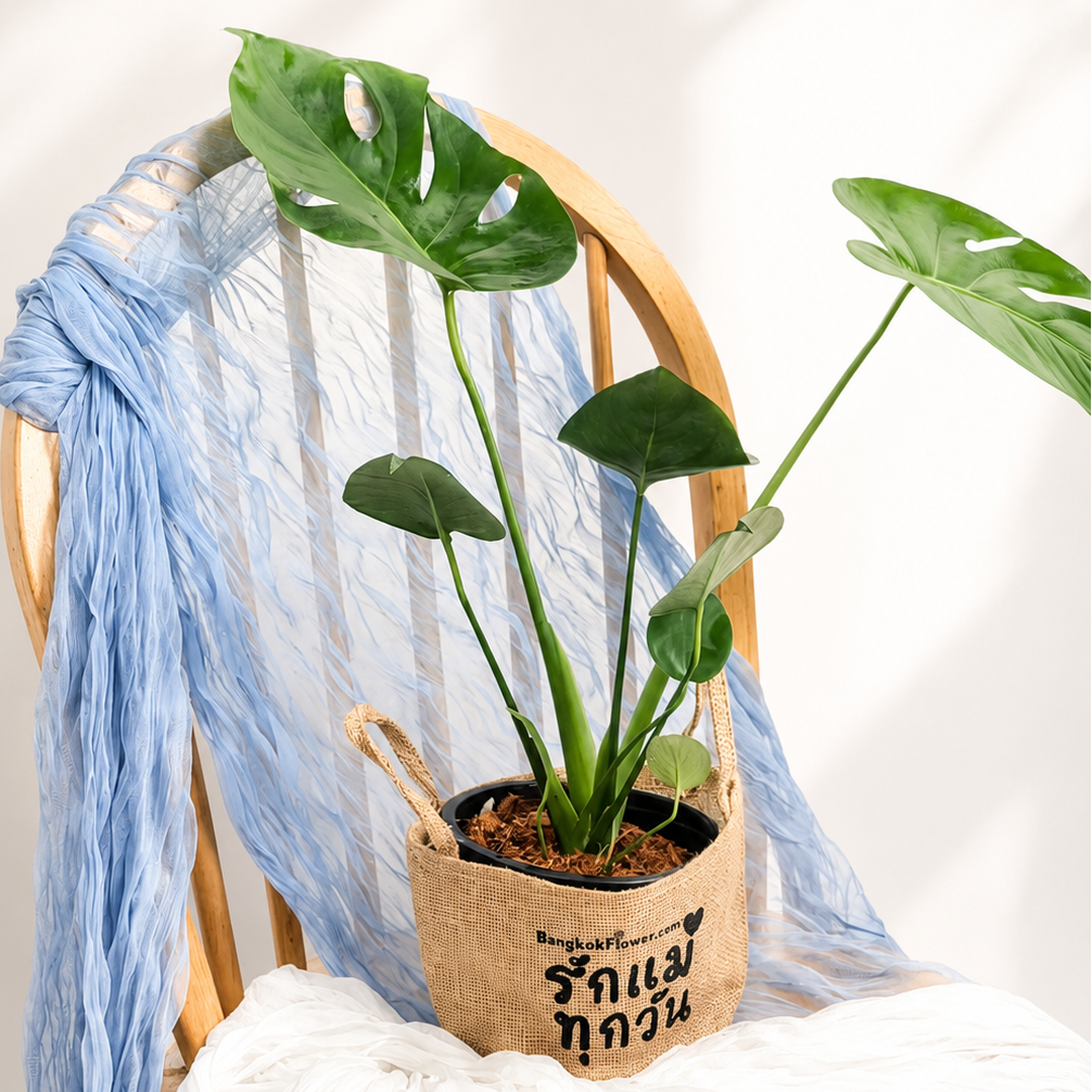 Monstera of Prosperity