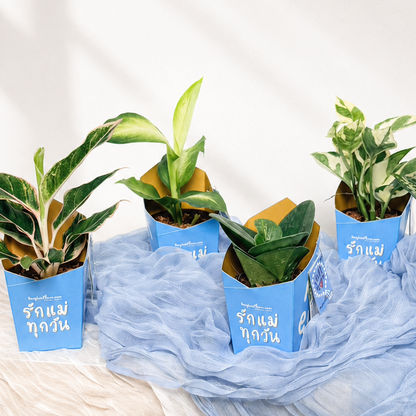 Lucky Plant of Love