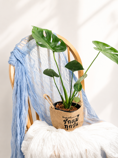 Monstera of Prosperity