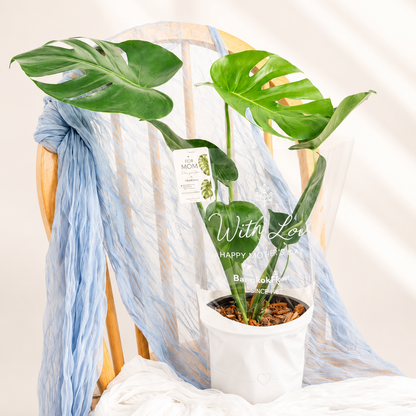 Monstera of Prosperity